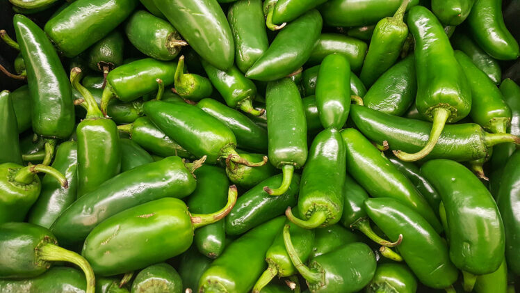 Jalapeño – klassisk grön chili med medelhetta