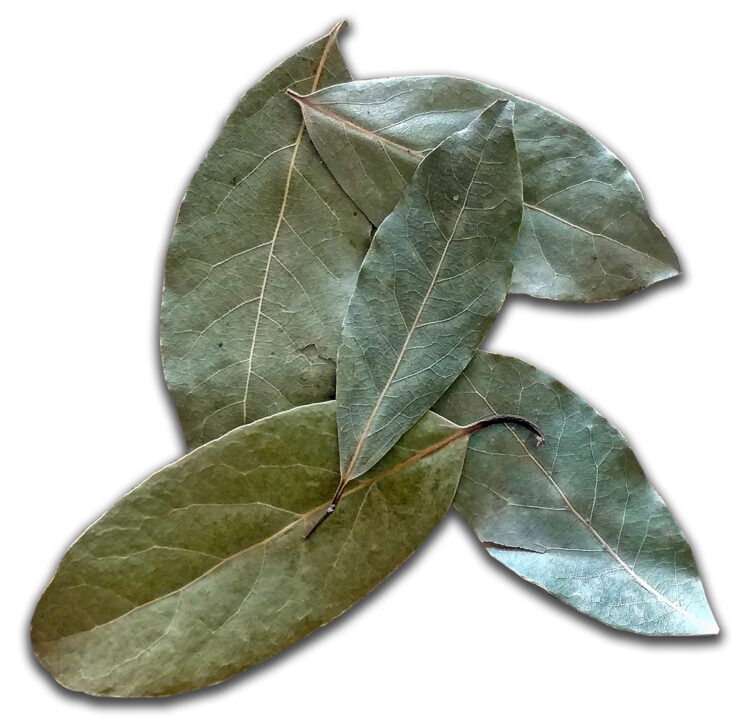 Lagerblad – Hoja de Laurel