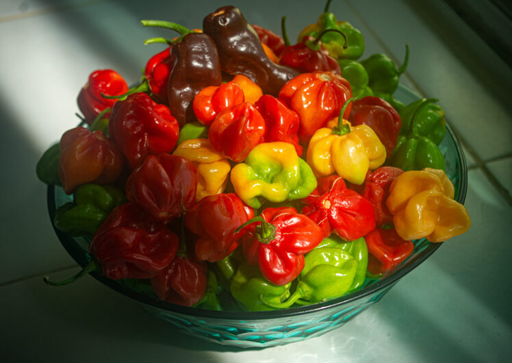 Skål med stark chili habanero