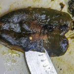 Skär upp poblanofrukterna med en kniv