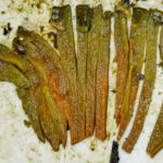 Skär poblanofrukterna i remsor