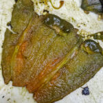 Färdigrensad poblano