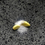 Lägg salt och vitlök i en molcajte