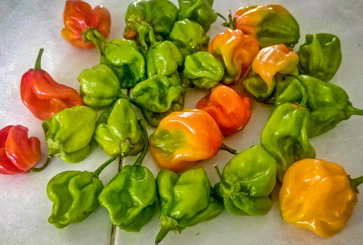 Habanero – het chili med tropiskt fruktig karaktär