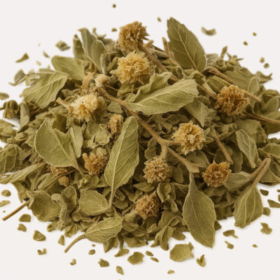 Mexikansk oregano – smakrik vildväxt från torra landskap