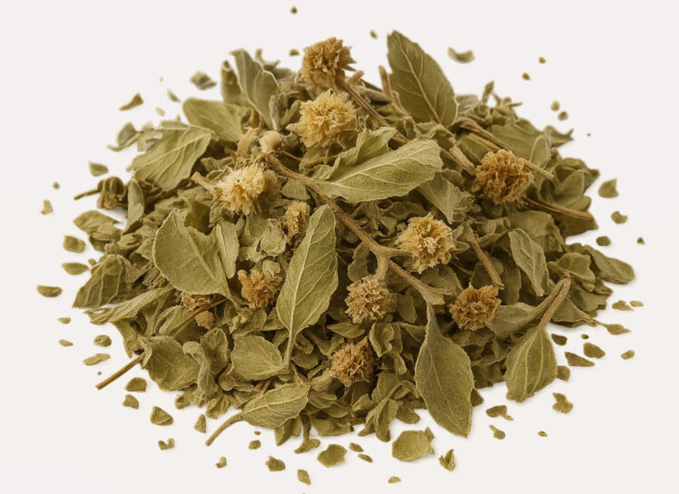 Mexikansk oregano – smakrik vildväxt från torra landskap